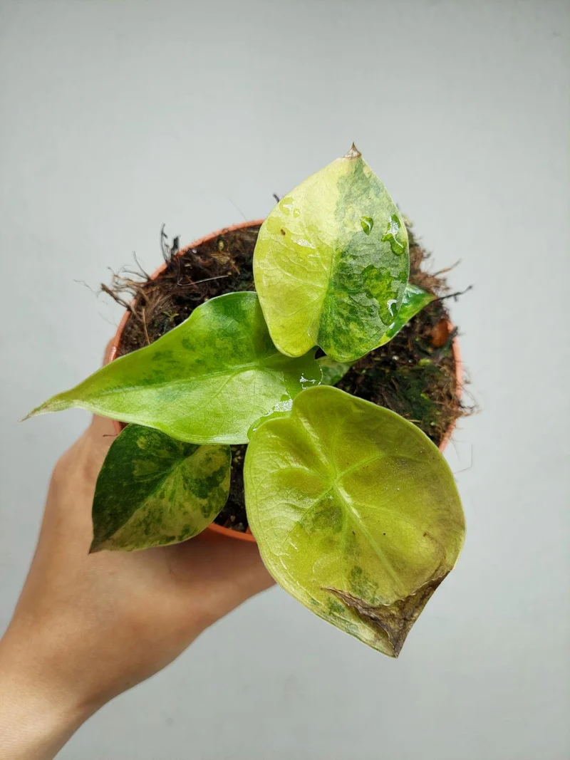 Alocasia Wentii Aurea