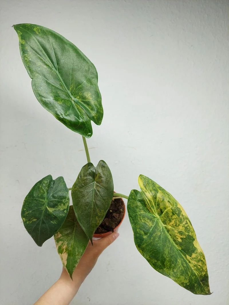 Alocasia Wentii Aurea