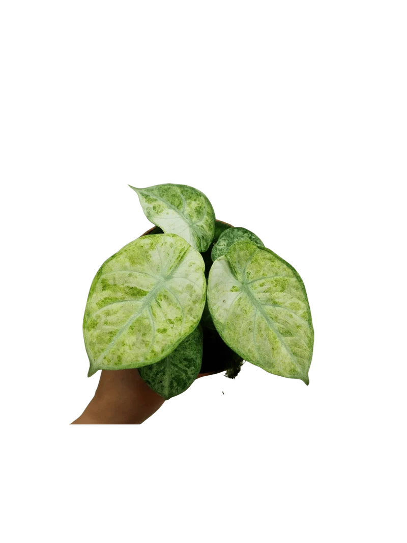 Alocasia Ninja Tricolor