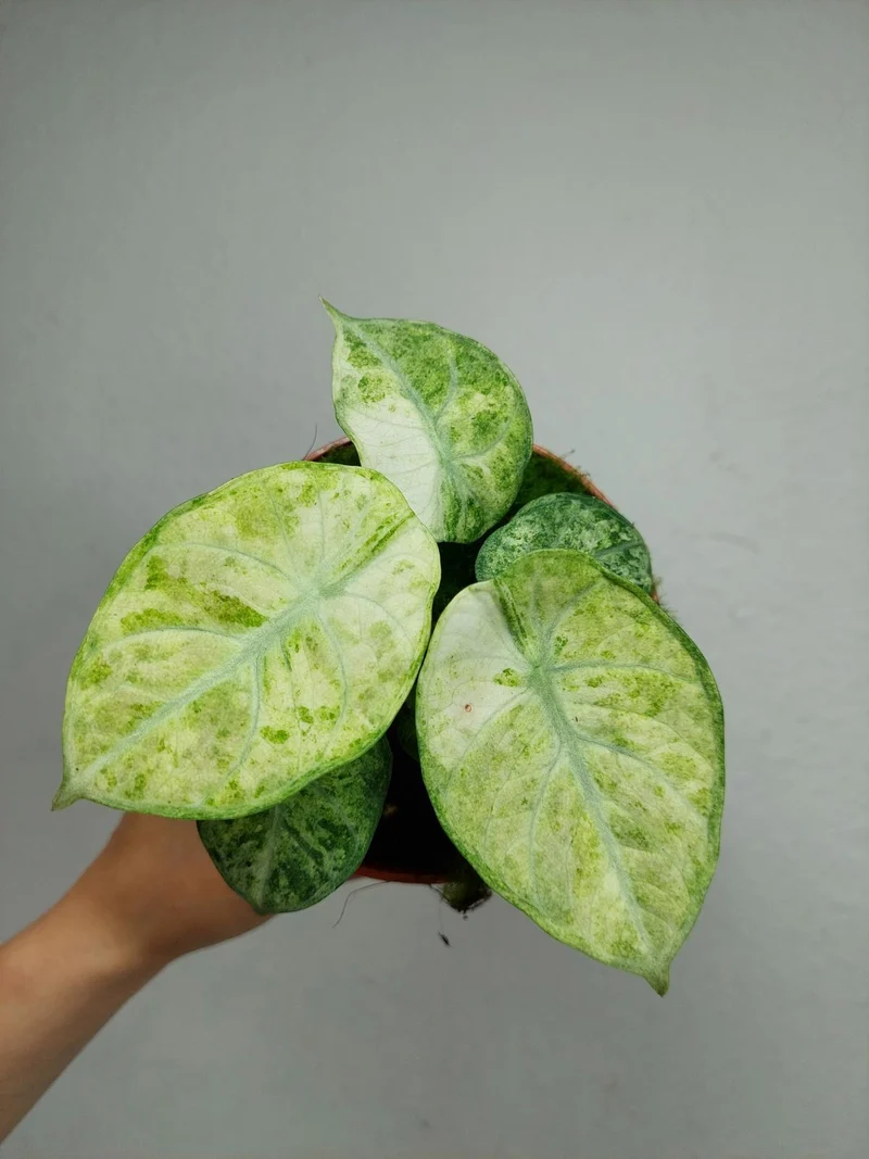 Alocasia Ninja Tricolor