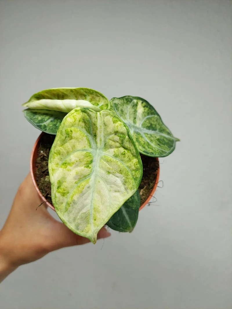 Alocasia Ninja Tricolor