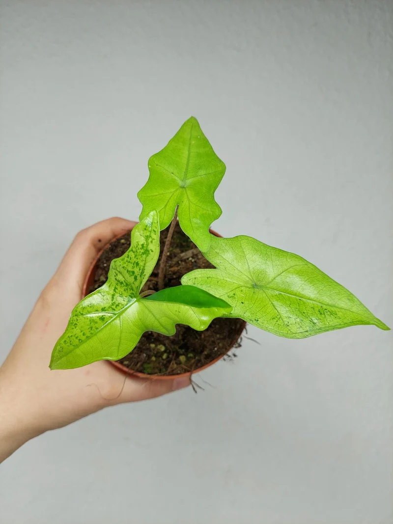 Alocasia Batwing Ghost