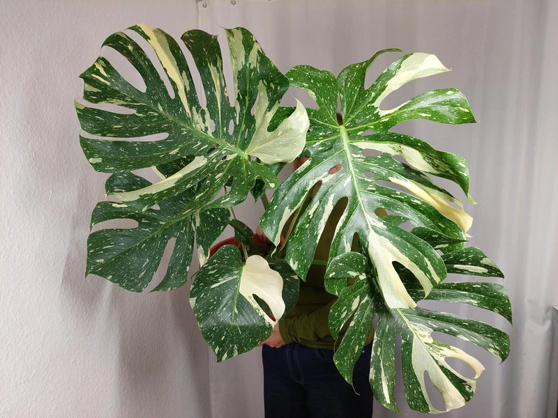Monstera Thai Constellation XXL