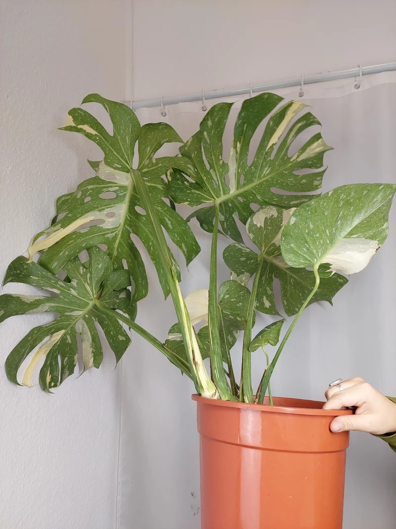 Monstera Thai Constellation XXL