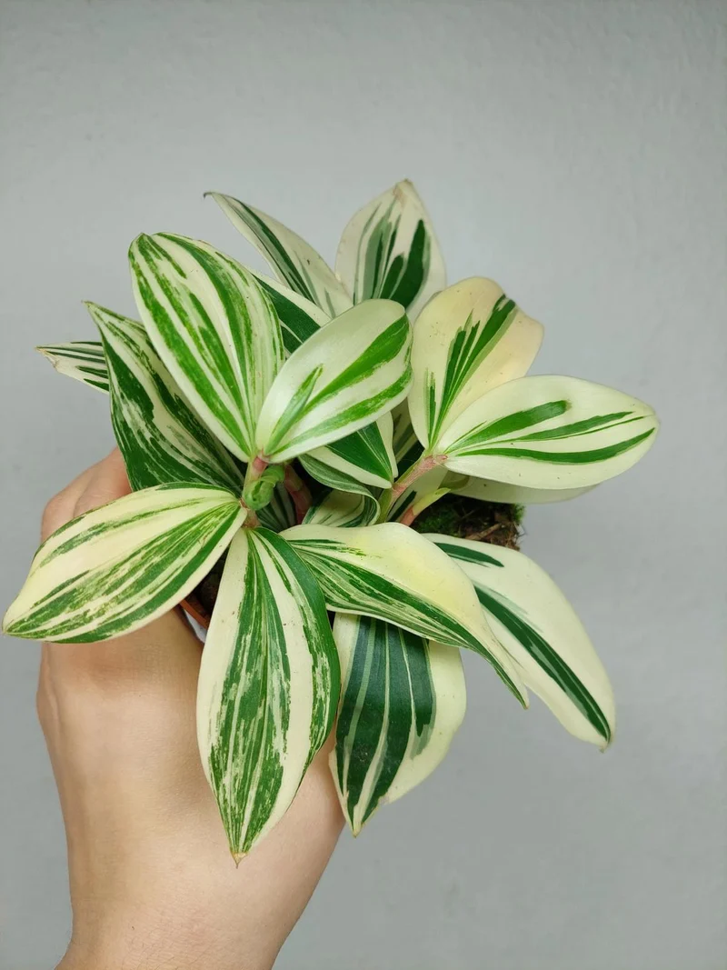 Costus Arabicus Variegata