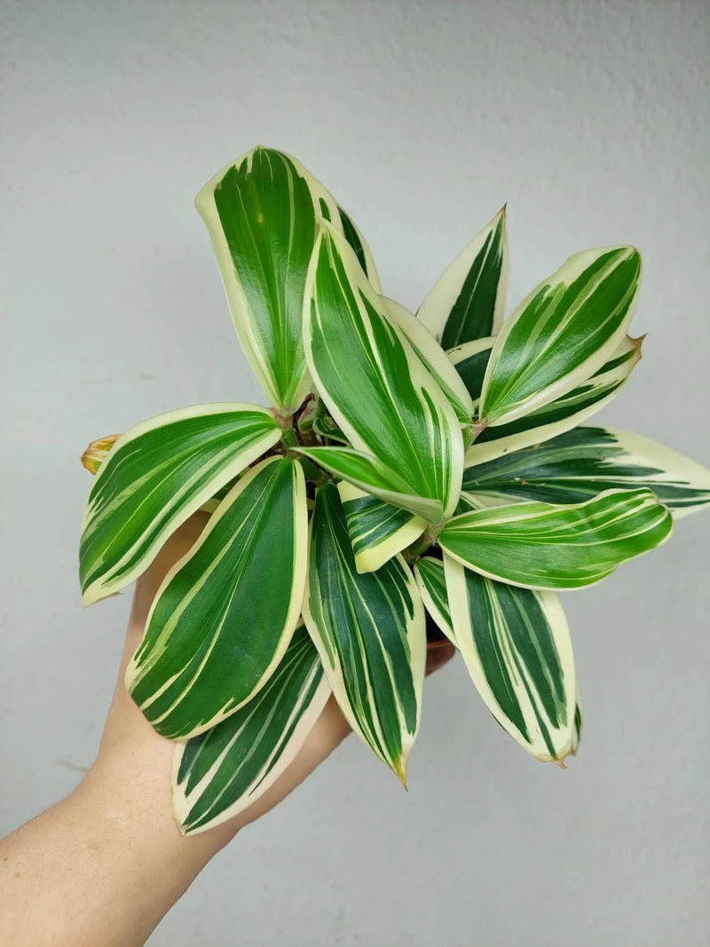 Costus Arabicus Variegata