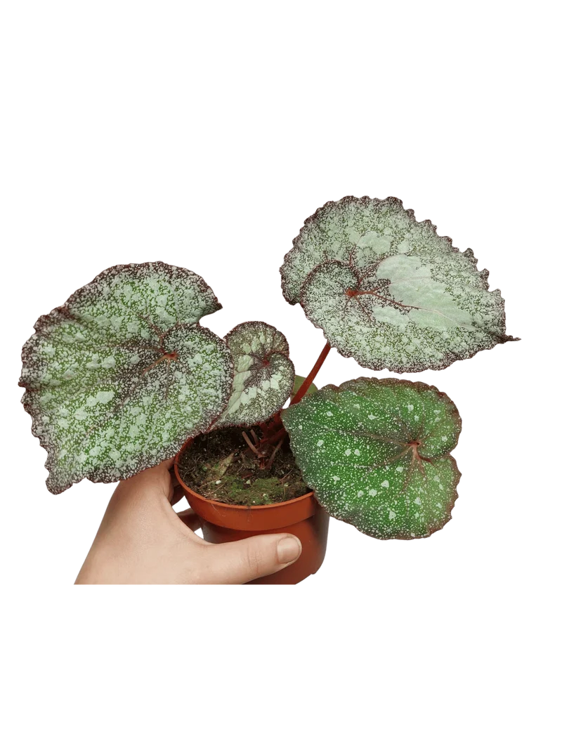 Begonia Speckled