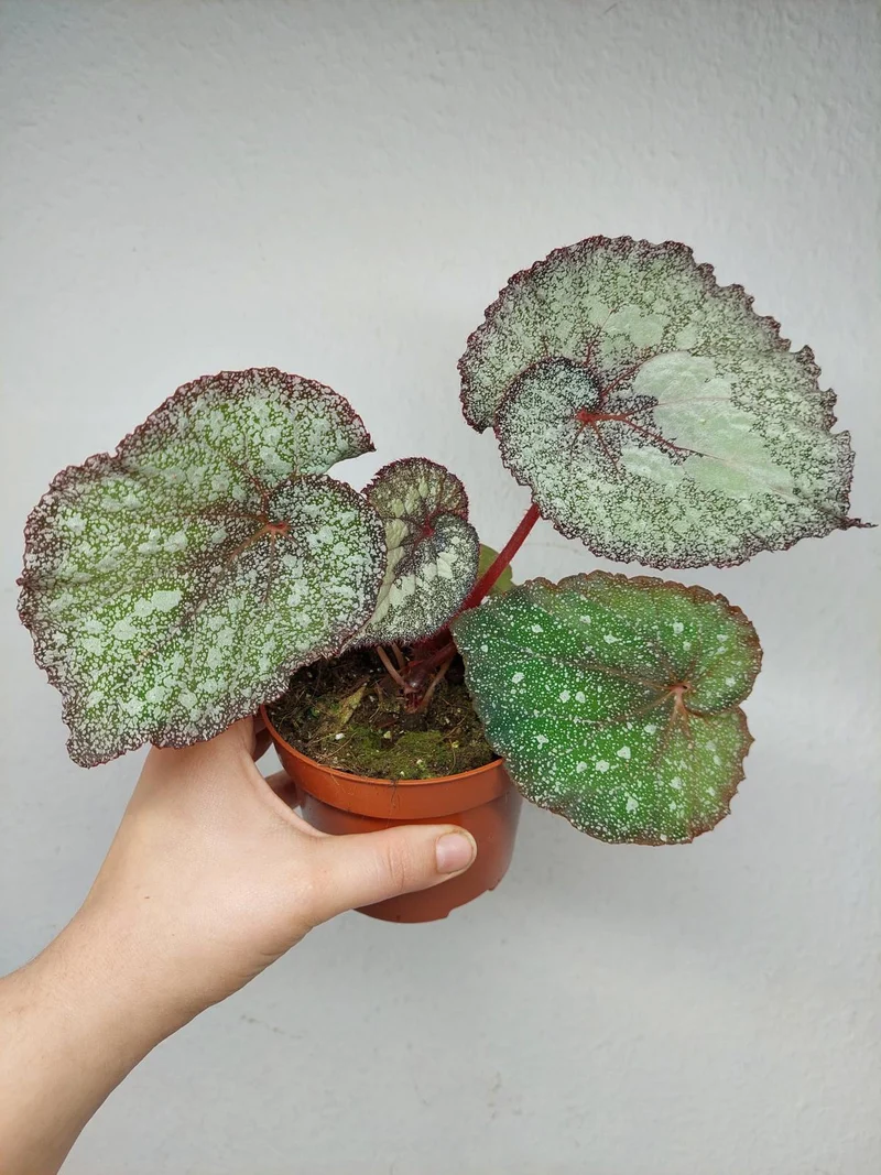 Begonia Speckled