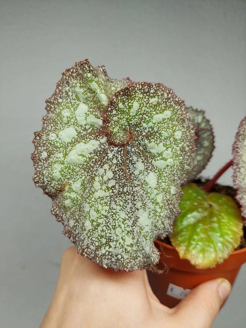 Begonia Speckled