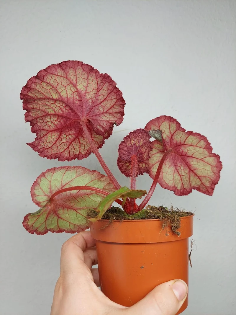 Begonia Speckled