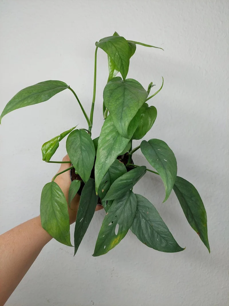 Epipremnum Cebu Blue