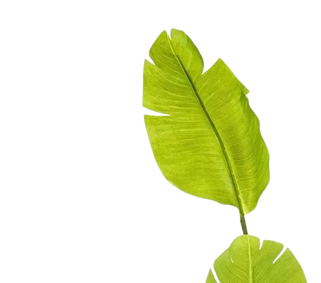 Künstliche Strelitzia - Colin | 150 cm