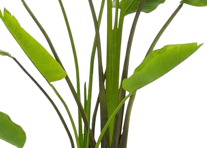 Künstliche Strelitzia - Colin | 180 cm