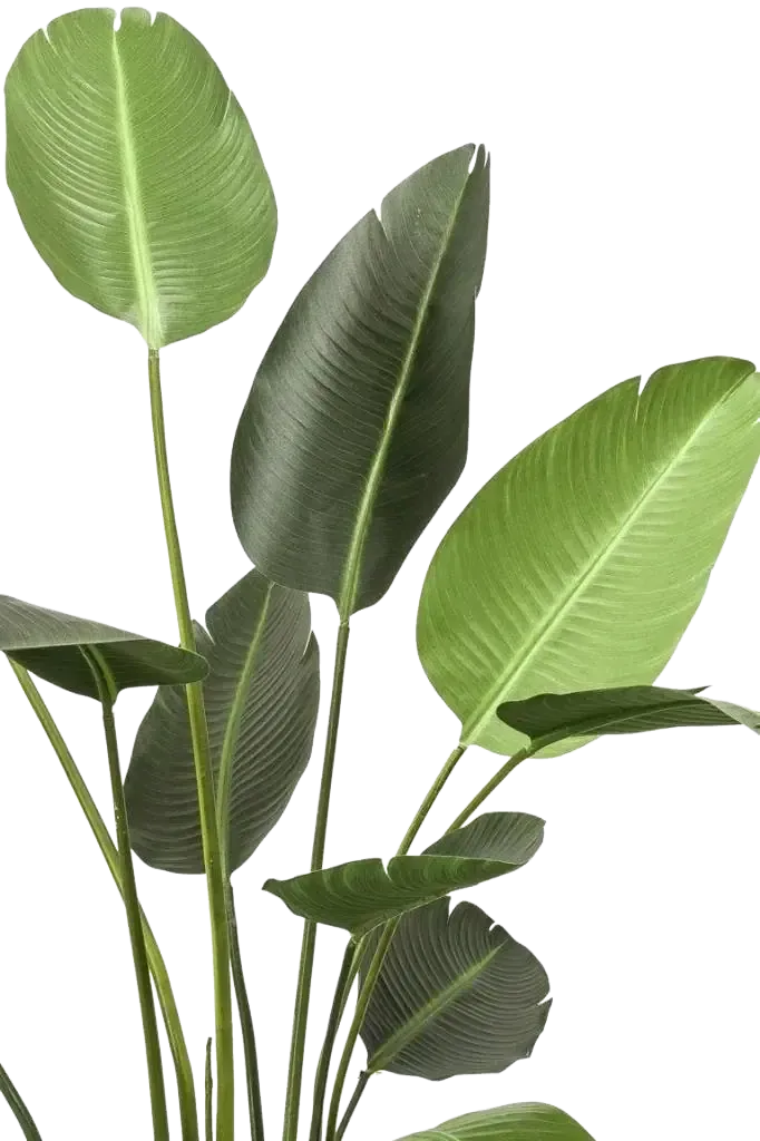 Künstliche Strelitzia - Josephine | 230 cm