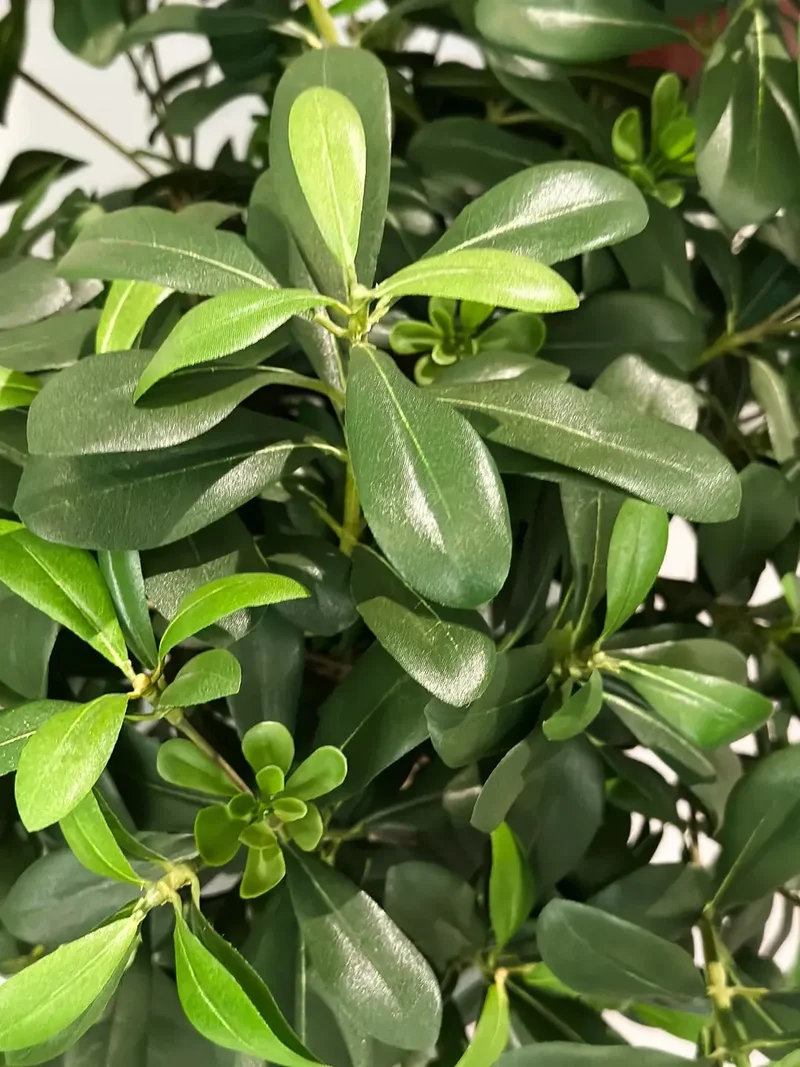 Künstlicher Pittosporum - Pierre | 120 cm