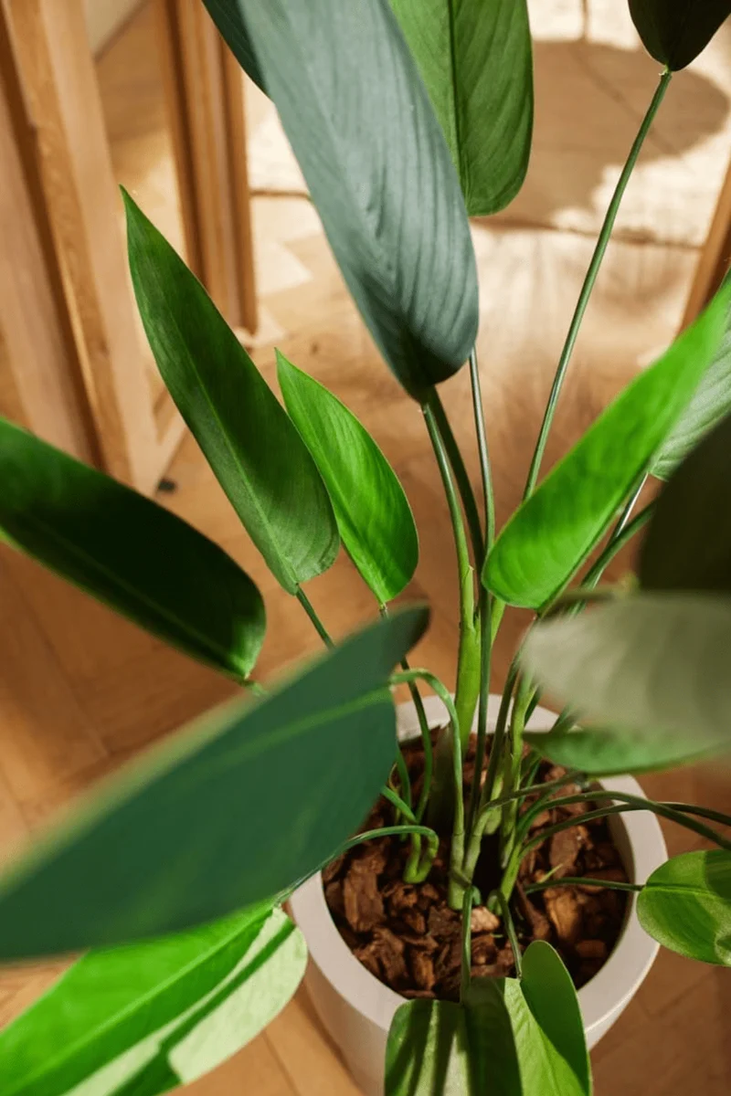 Heliconia Kunstpflanze 125cm