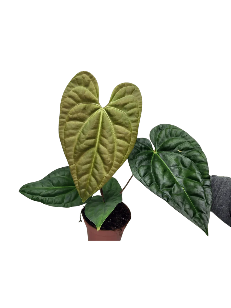 Anthurium Luxurians x Regale