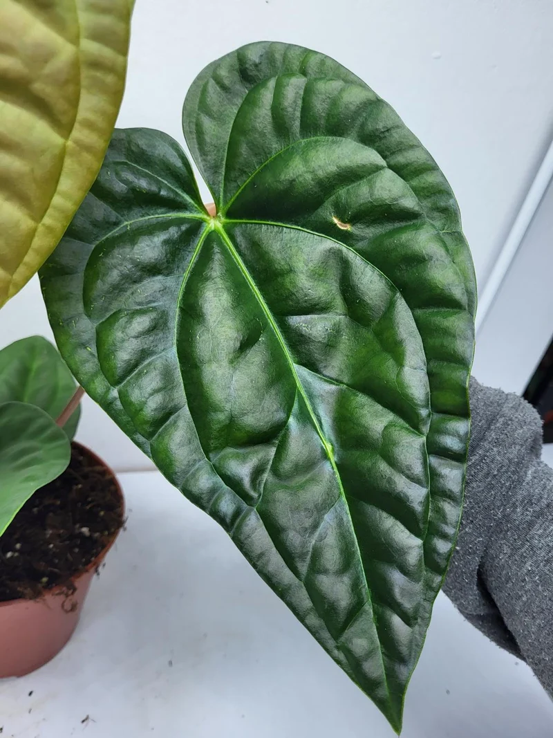 Anthurium Luxurians x Regale
