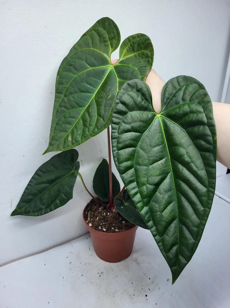Anthurium Luxurians x Regale