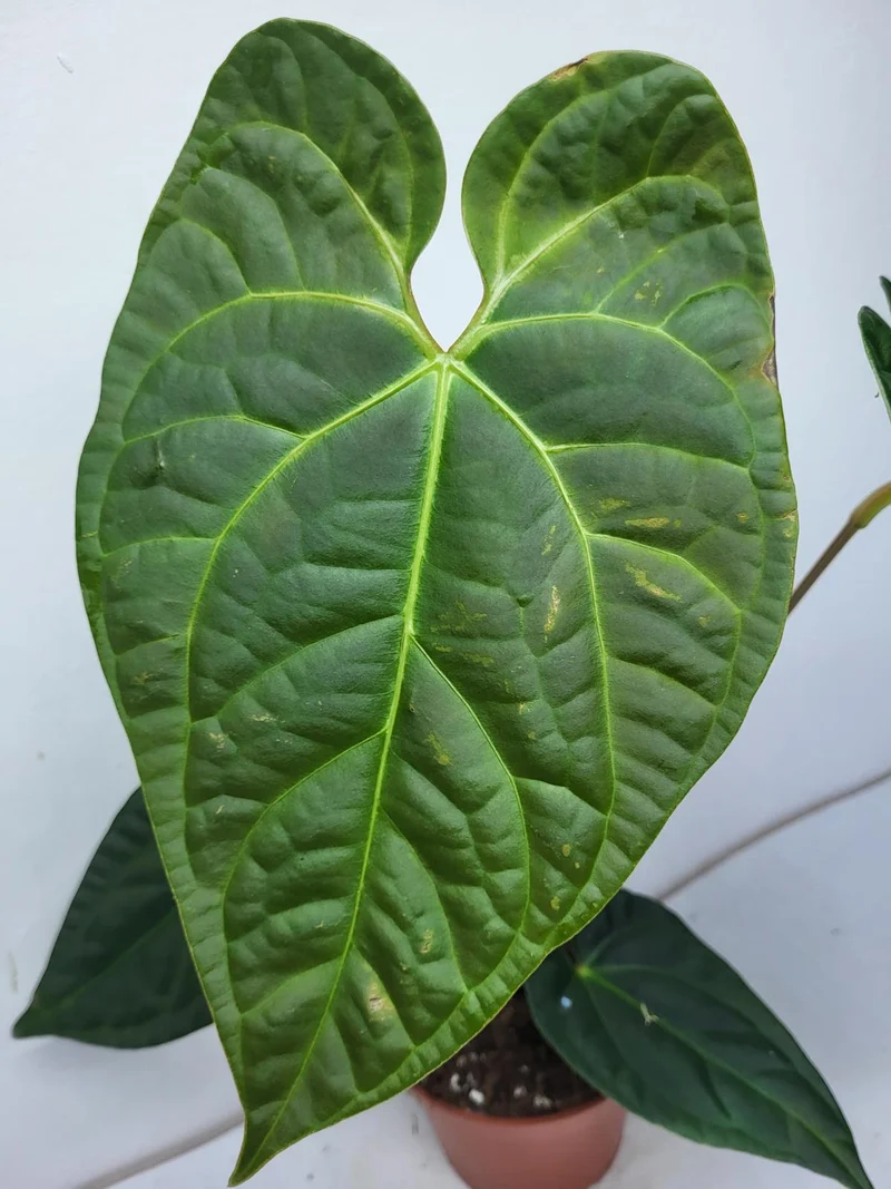Anthurium Luxurians x Regale