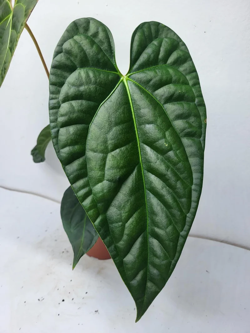 Anthurium Luxurians x Regale