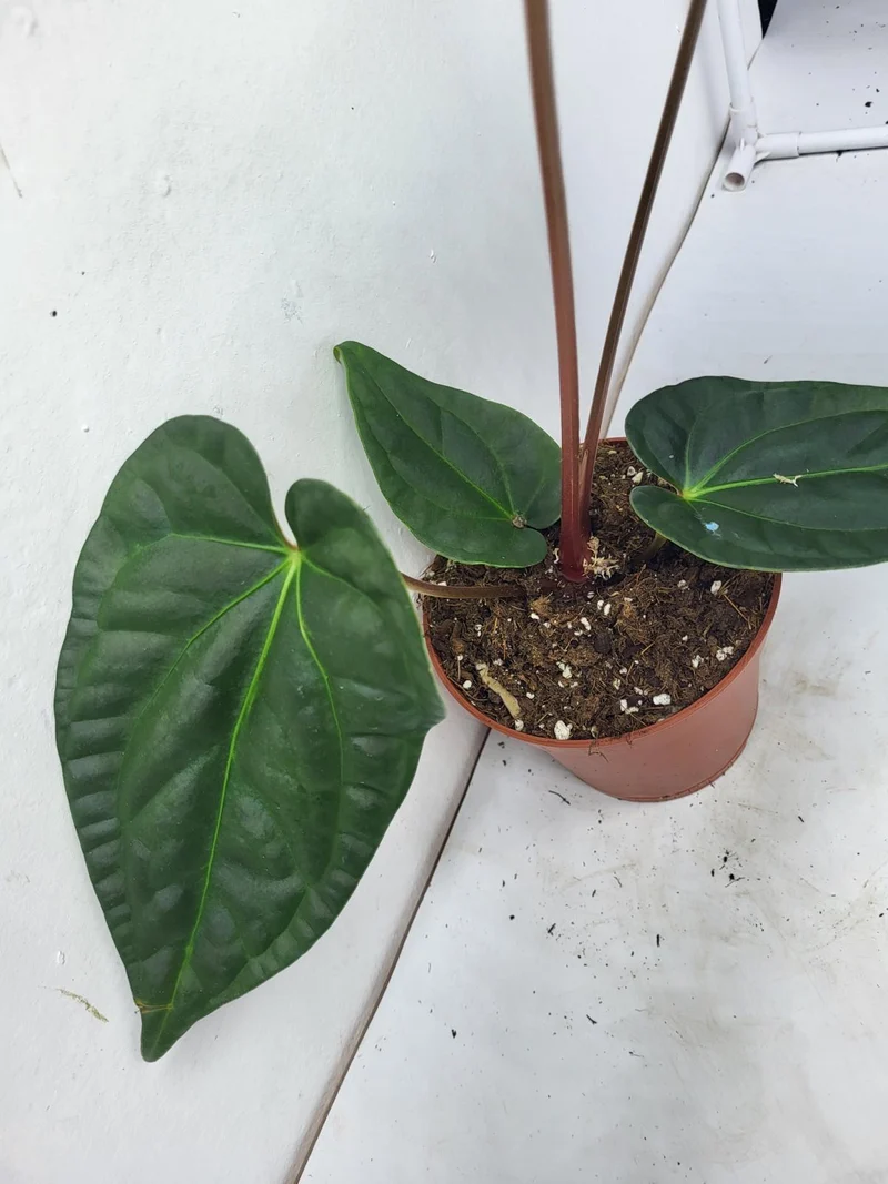 Anthurium Luxurians x Regale