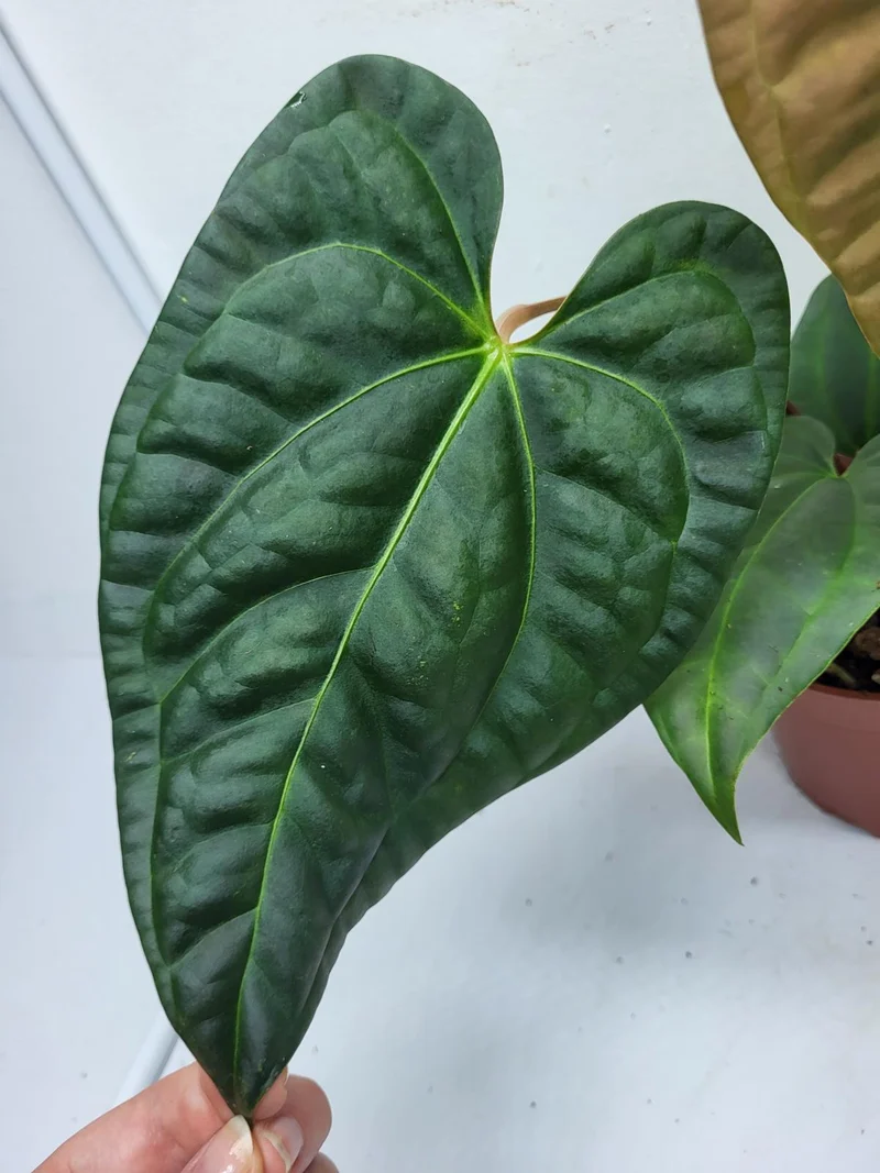 Anthurium Luxurians x Regale
