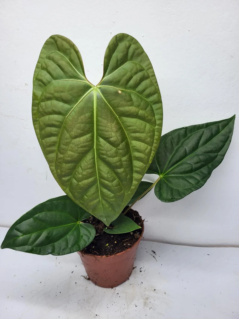 Anthurium Luxurians x Regale