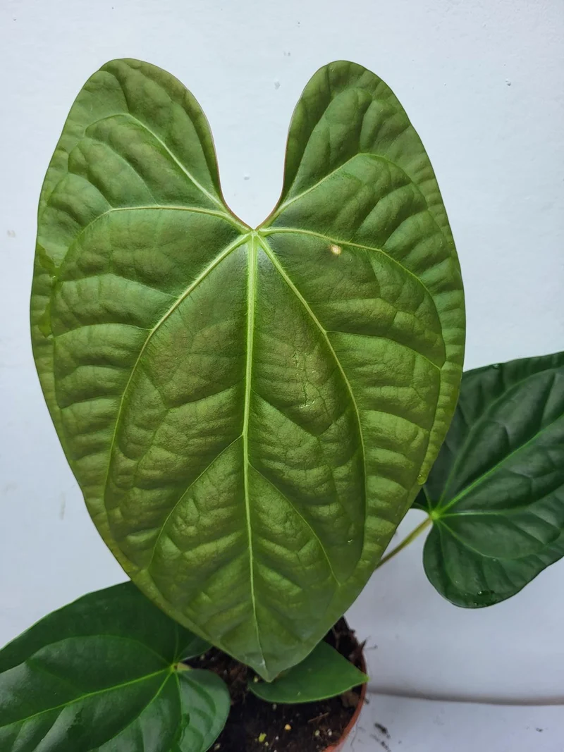 Anthurium Luxurians x Regale