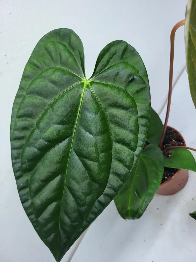 Anthurium Luxurians x Regale