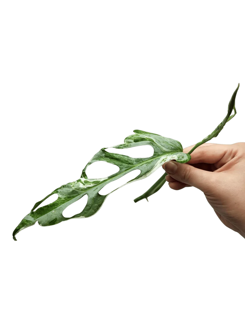 Monstera Adansonii Indonesian Marble Stecklinge