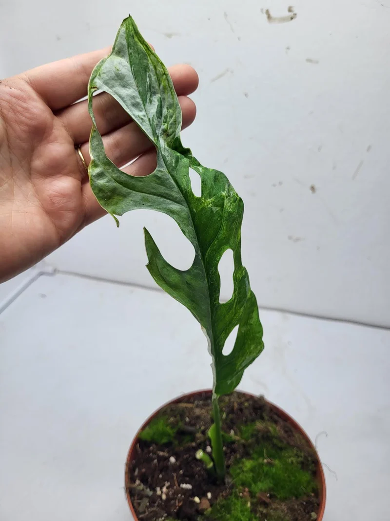 Monstera Adansonii Indonesian Marble Stecklinge