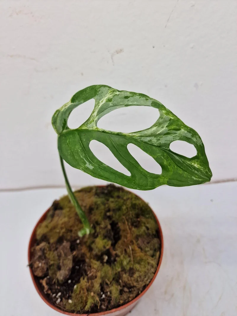 Monstera Adansonii Indonesian Marble Stecklinge