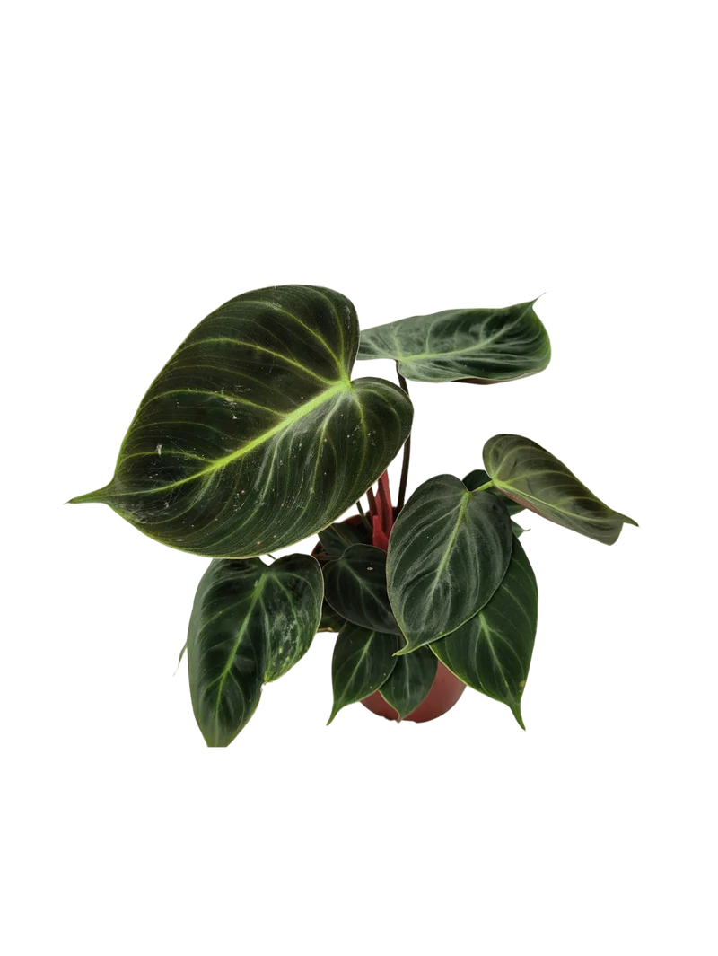 Philodendron El Choco Red