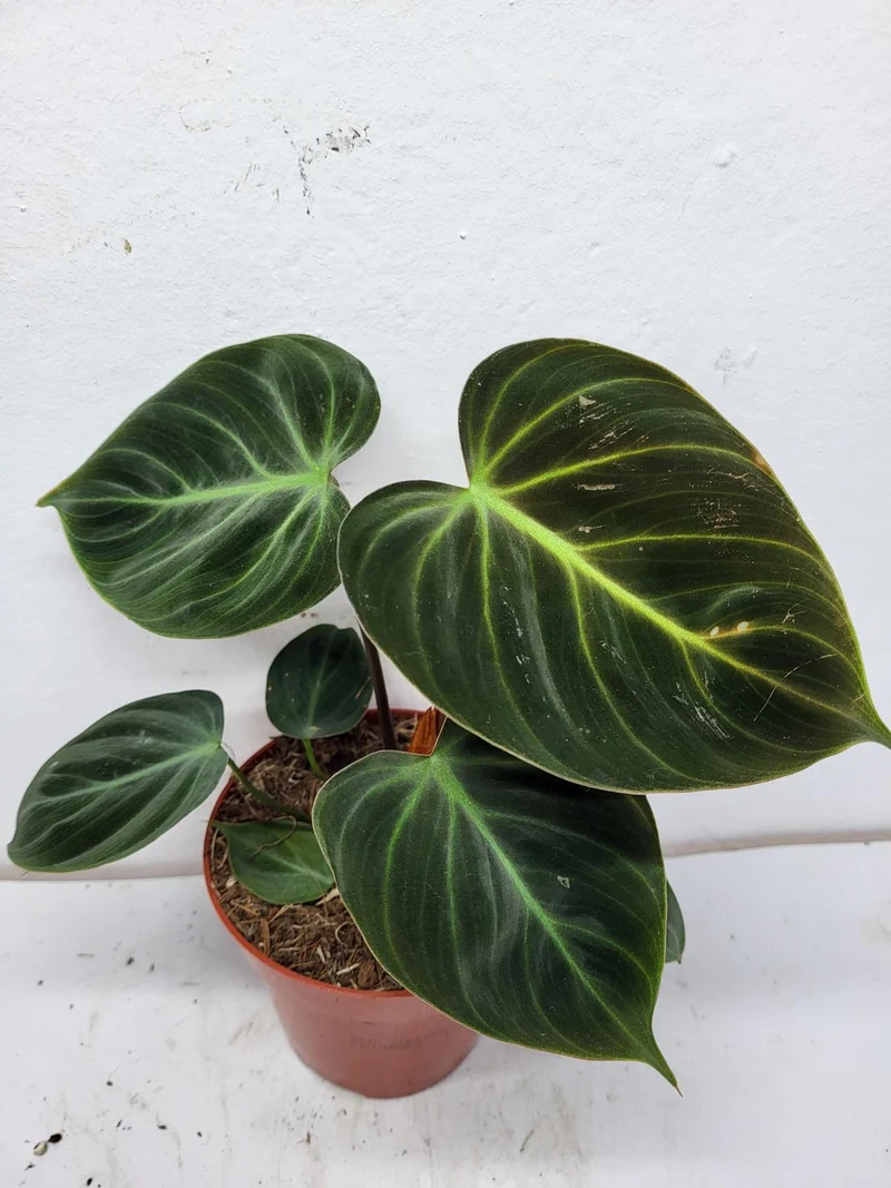 Philodendron El Choco Red