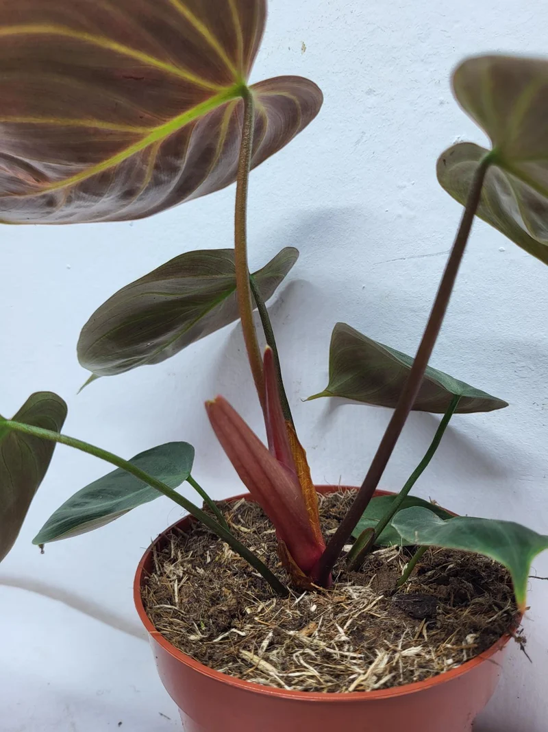 Philodendron El Choco Red