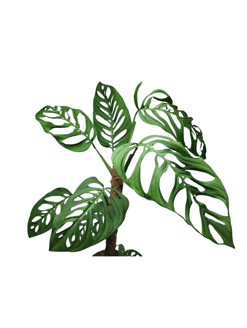 Monstera Epipremnoides Esqueleto Adult