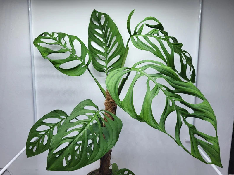 Monstera Epipremnoides Esqueleto Adult