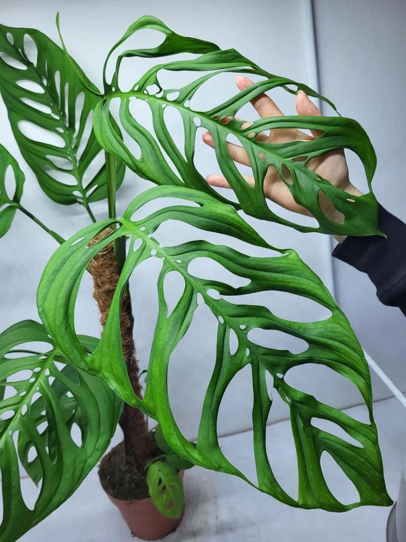 Monstera Epipremnoides Esqueleto Adult