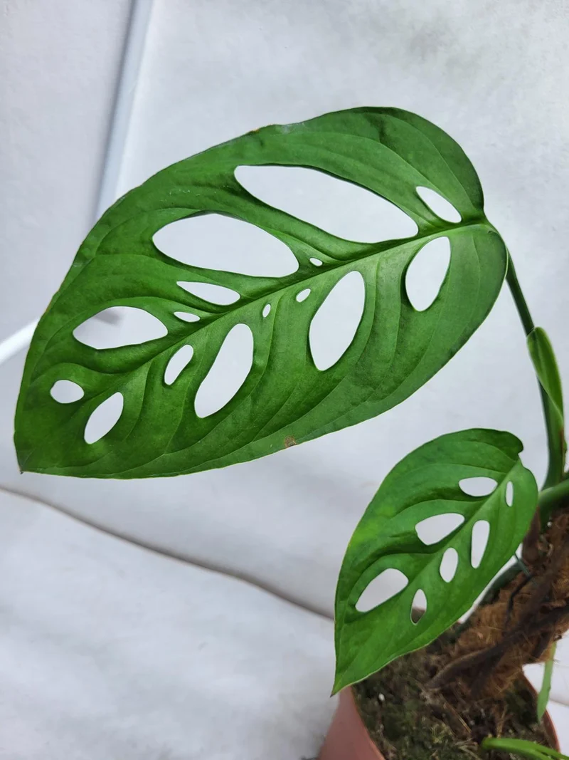 Monstera Epipremnoides Esqueleto Adult