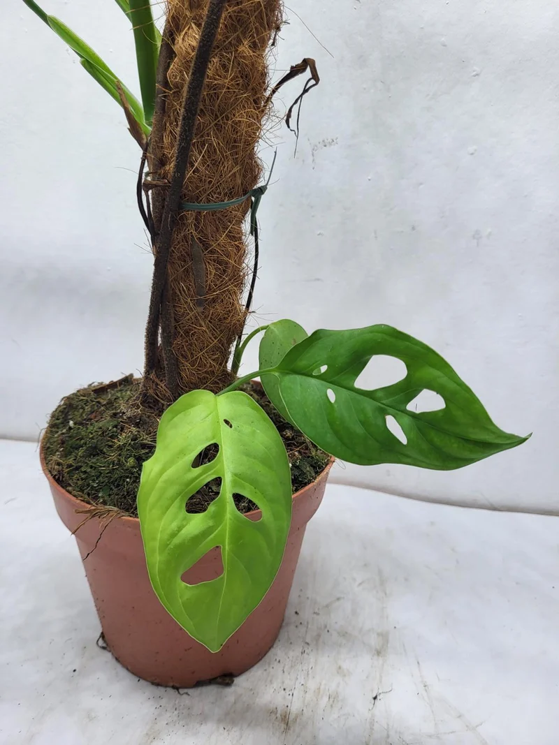 Monstera Epipremnoides Esqueleto Adult