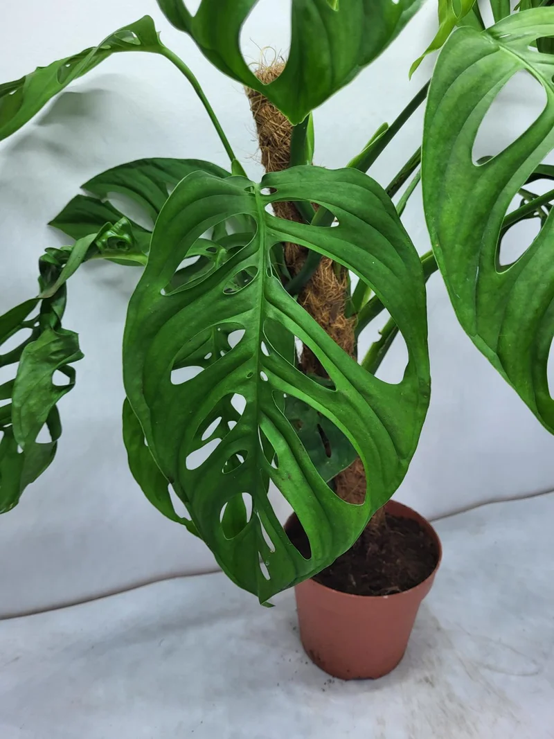 Monstera Epipremnoides Esqueleto Adult