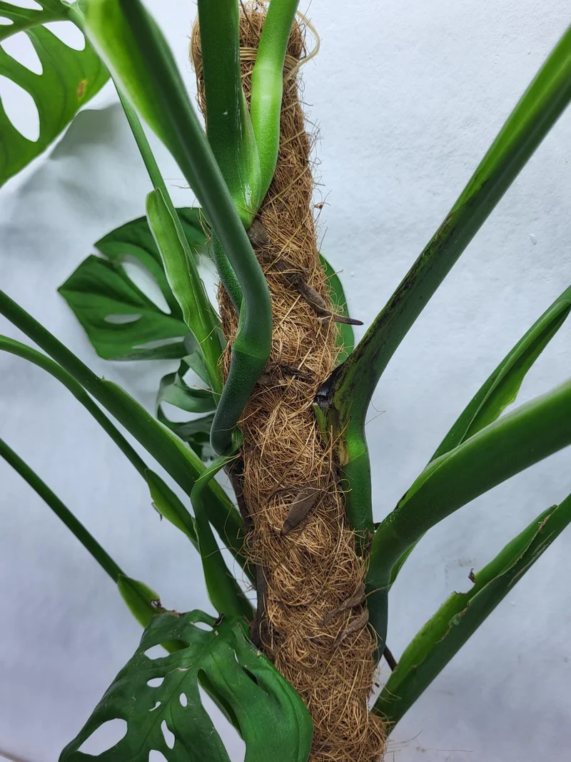 Monstera Epipremnoides Esqueleto Adult