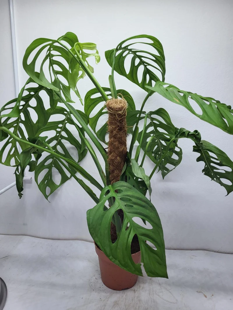 Monstera Epipremnoides Esqueleto Adult