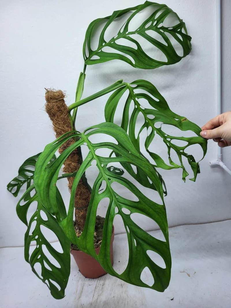 Monstera Epipremnoides Esqueleto Adult