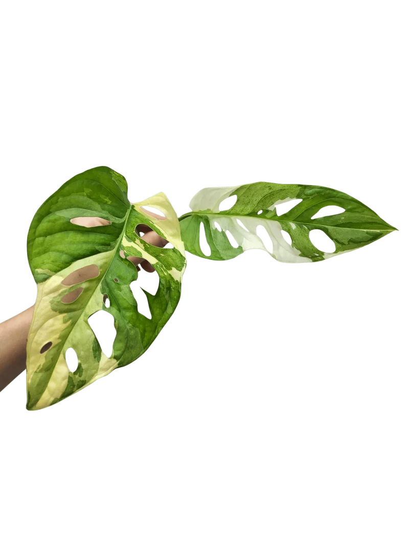 Monstera Adansonii Variegata Steckling