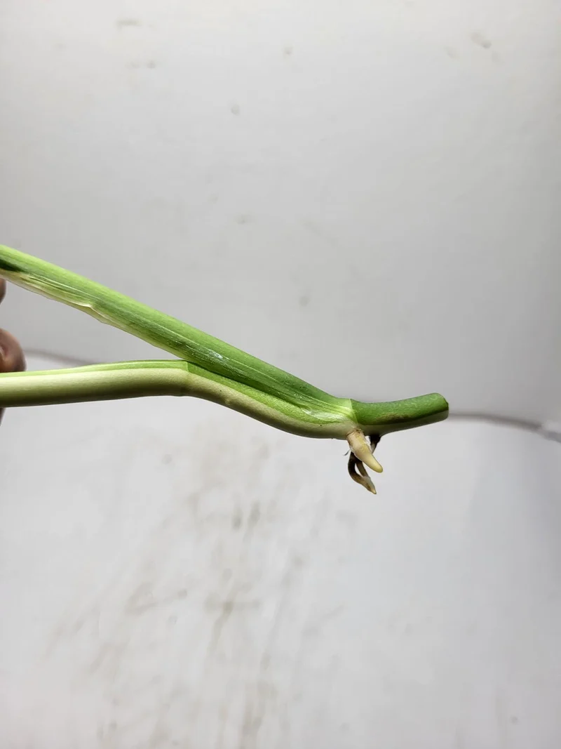 Monstera Adansonii Variegata Steckling