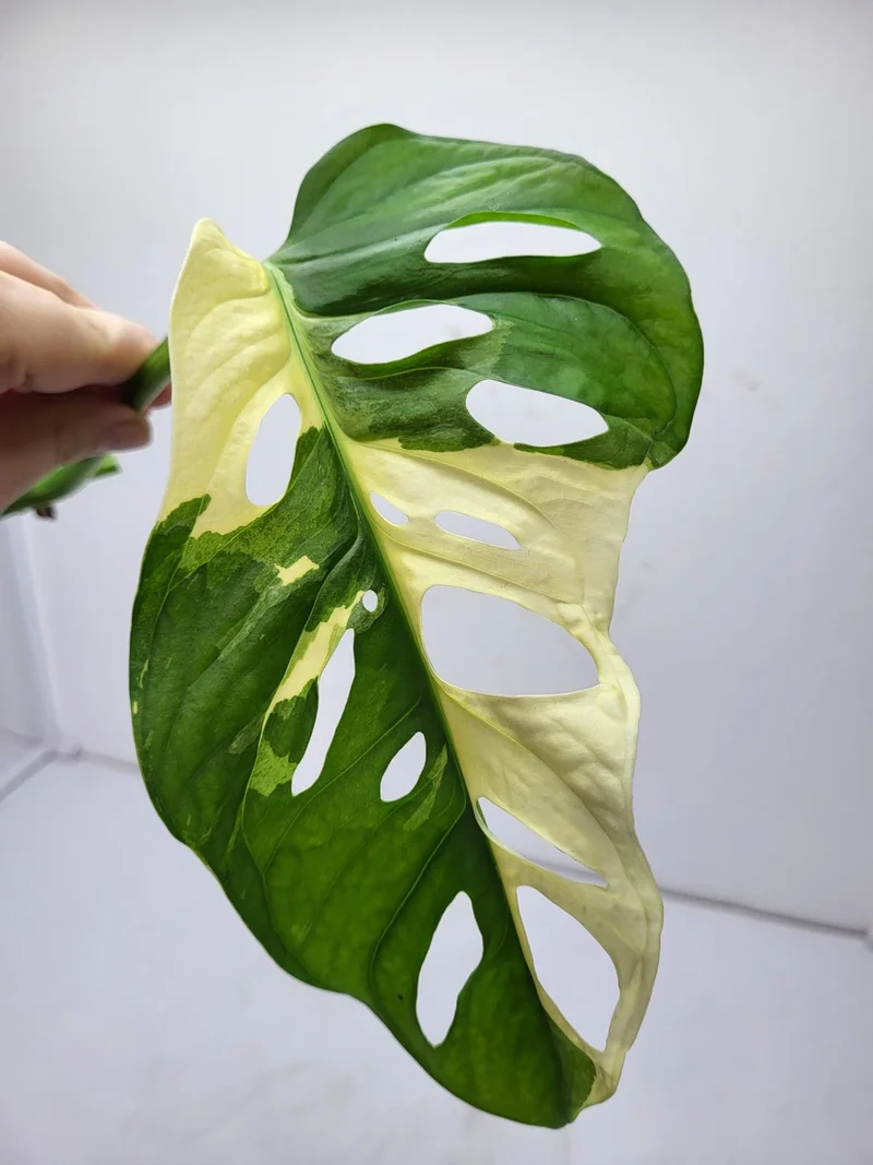Monstera Adansonii Variegata Steckling