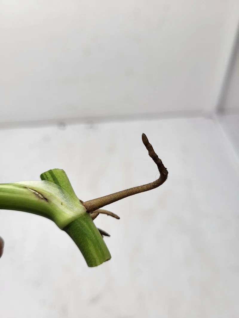 Monstera Adansonii Variegata Steckling