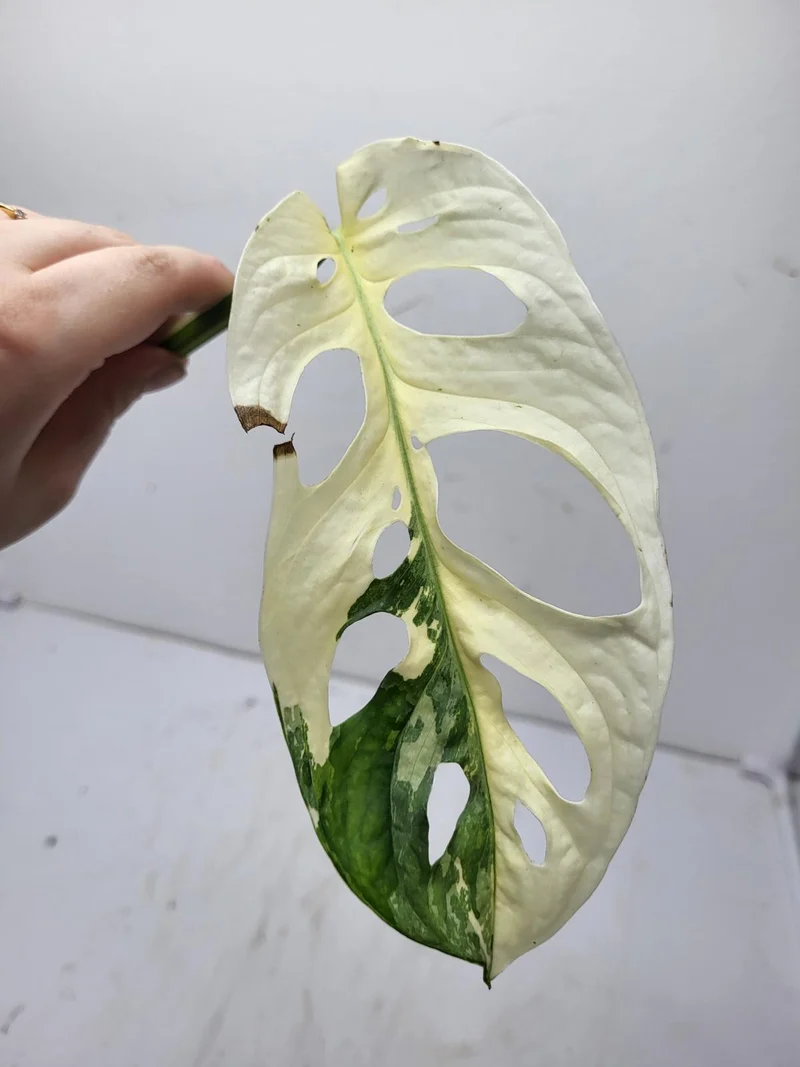 Monstera Adansonii Variegata Steckling